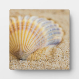 Plaque Photo Seashell