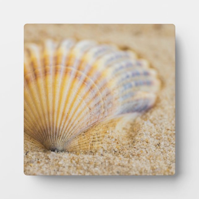 Plaque Photo Seashell (Devant)