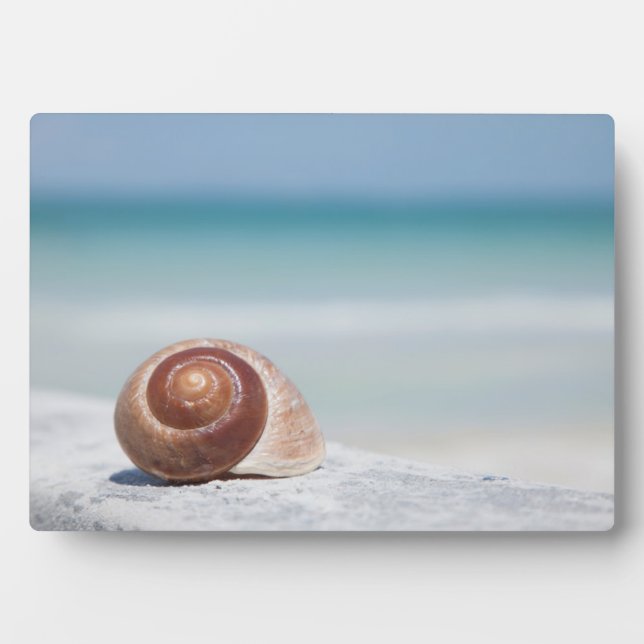 Plaque Photo Seashell | Saint-Pétersbourg, Floride (Devant)