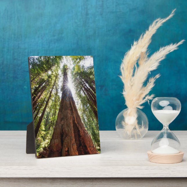Plaque Photo Séquoias géants (Côté)