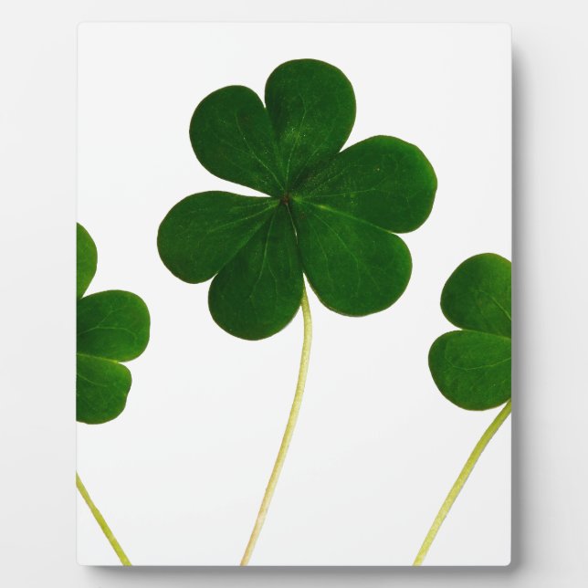 Plaque Photo shamrock Jour de la Saint Patrick (Devant)
