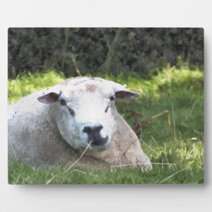 PLAQUE PHOTO SHEEP