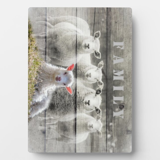Plaque Photo Sheep Flock Baby Lamb (Devant)