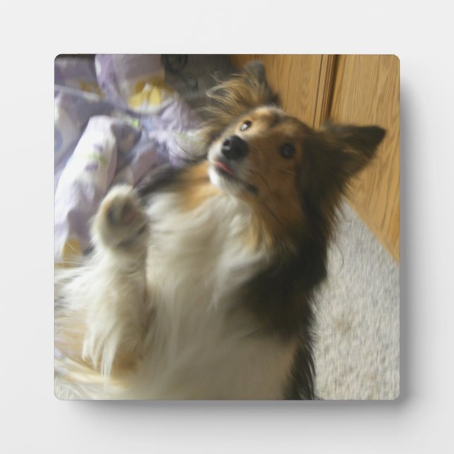 Plaque Photo Shetland Sheepdog Begging (Devant)