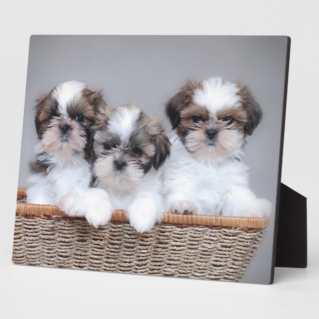 Plaque Photo Shih Tzu puppies (Côté)