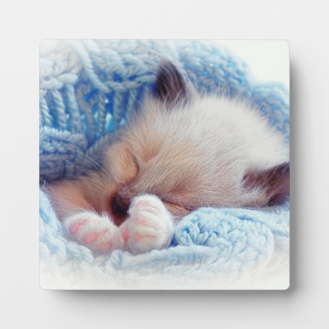 Plaque Photo Siamese Kitten Paws dormant (Devant)