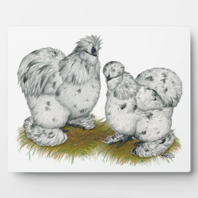 Plaque Photo Silkie Bantam Splash Chickens (Devant)