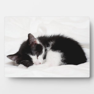 Plaque Photo Sleeping Kitten