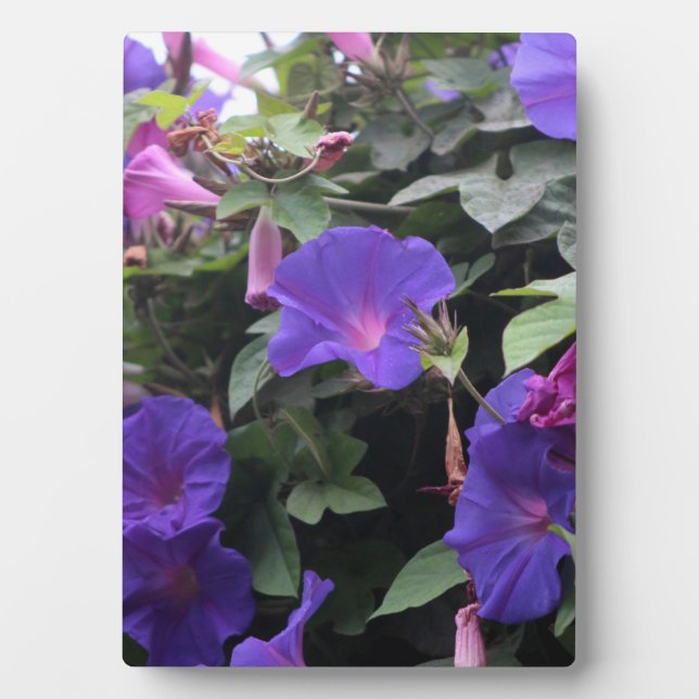 Plaque Photo Spring Morning Glories en bleu (Devant)