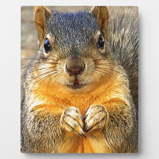 Plaque Photo Squirrel Love_ (Devant)