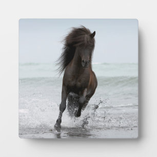 Plaque Photo Stallion En Course Sur La Plage Atlantique Nord