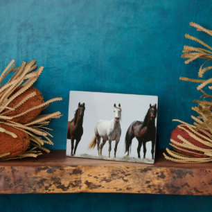 Plaque Photo Stallions sauvages