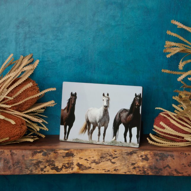 Plaque Photo Stallions sauvages (Côté)