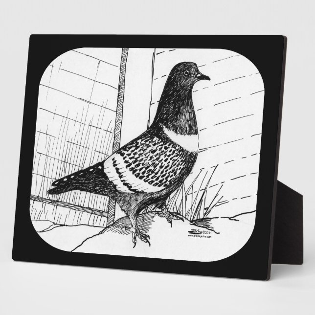 Plaque Photo Starling Pigeon 1973 (Côté)