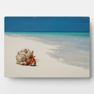 Plaque Photo Strawberry Hermit Crab   Coenobita Perlatus