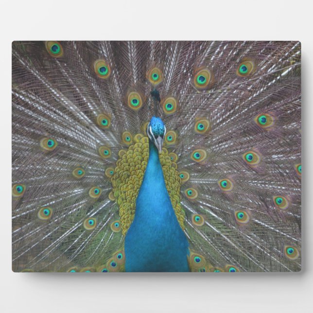 Plaque Photo Stunning (Devant)