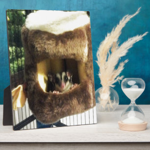 Plaque Photo Sugar Glider in Furry Tree Truck Hanging Bed