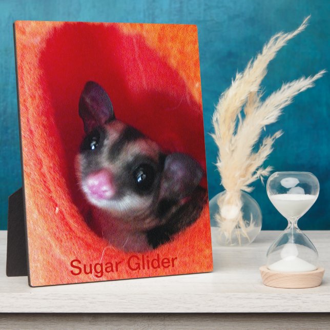 Plaque Photo Sugar Glider in Orange Hanging Bed (Côté)