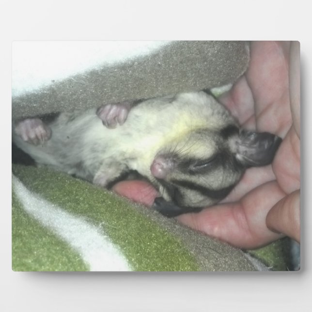 Plaque Photo Sugar Glider Sleeping in Blanket (Devant)