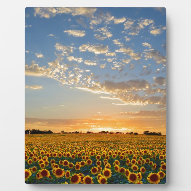 Plaque Photo Sunflowers at Sunset (Devant)