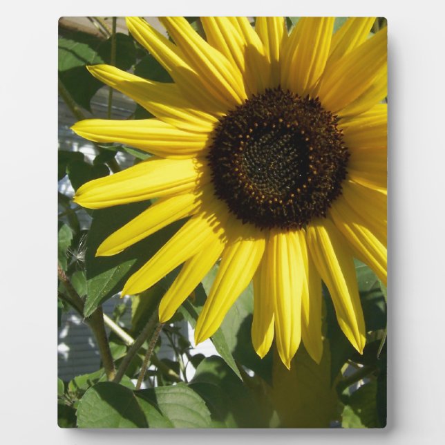 Plaque Photo Sunshine Sunflower (Devant)