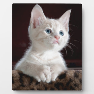 Plaque Photo Super mignon Kitten blanc
