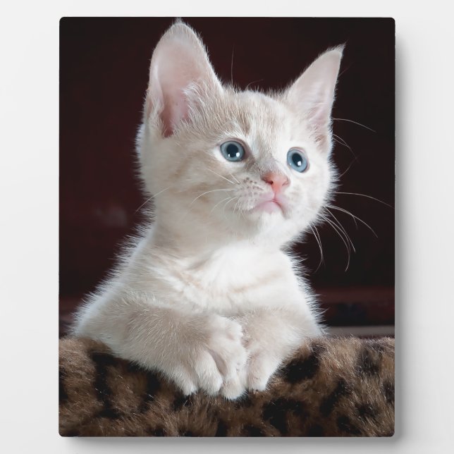 Plaque Photo Super mignon Kitten blanc (Devant)