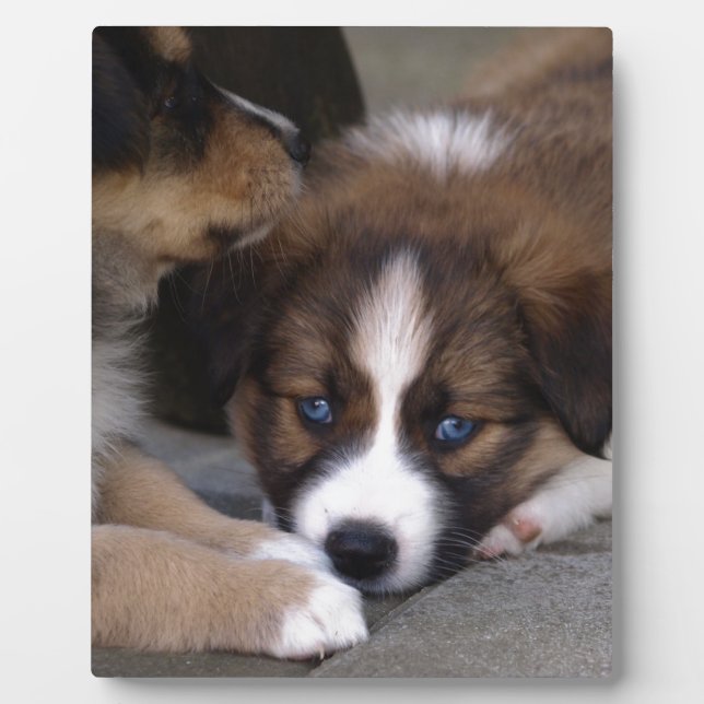 Plaque Photo Super mignonne Chien Australien (Devant)
