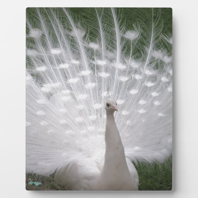Plaque Photo Superbe blanc Peacock ( Paon) plein plume (Devant)