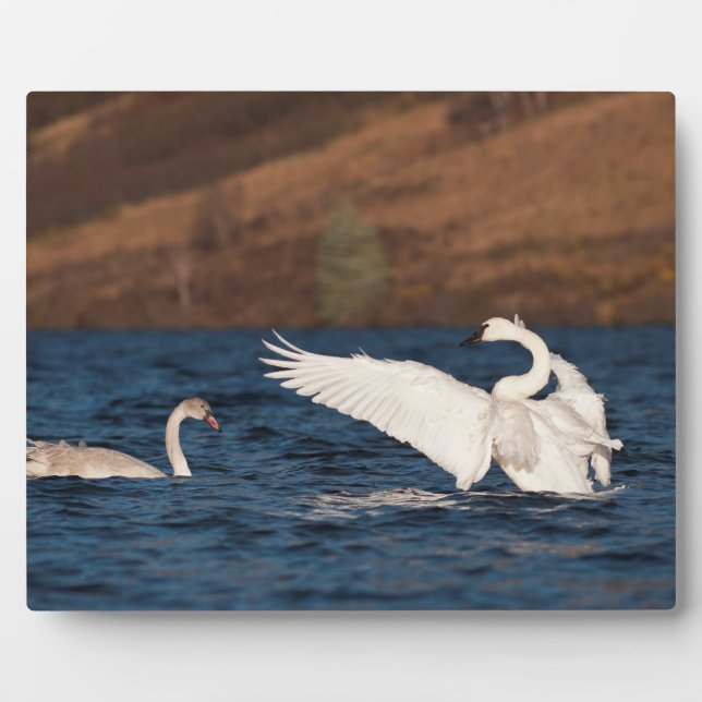 Plaque Photo Swan (Devant)