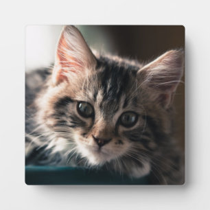 Plaque Photo Sweet Tabby