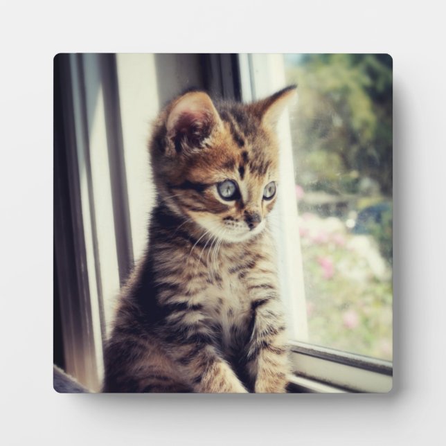 Plaque Photo Tabby Kitten Regarder (Devant)