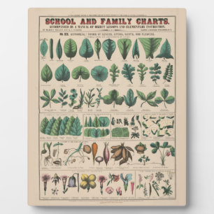 Plaque Photo Tableau de l'École de Botanique Antique Nature Vin