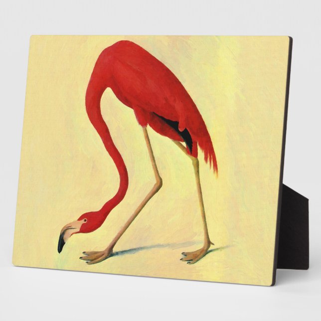 Plaque Photo Tableau Flamant rose américain Audubon (Côté)