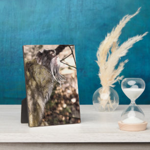 PLAQUE PHOTO TAMARIN MONKEY