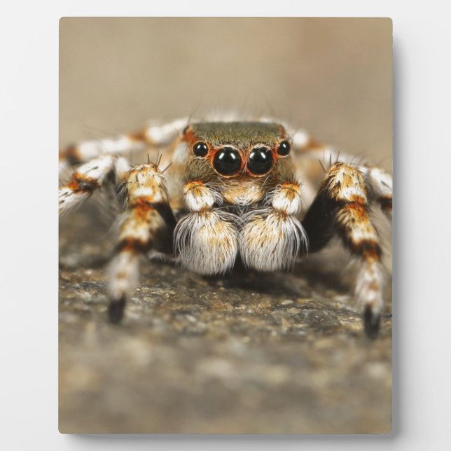 Plaque Photo Tarantula Jumping Bird Spider fantastiques accesso (Devant)