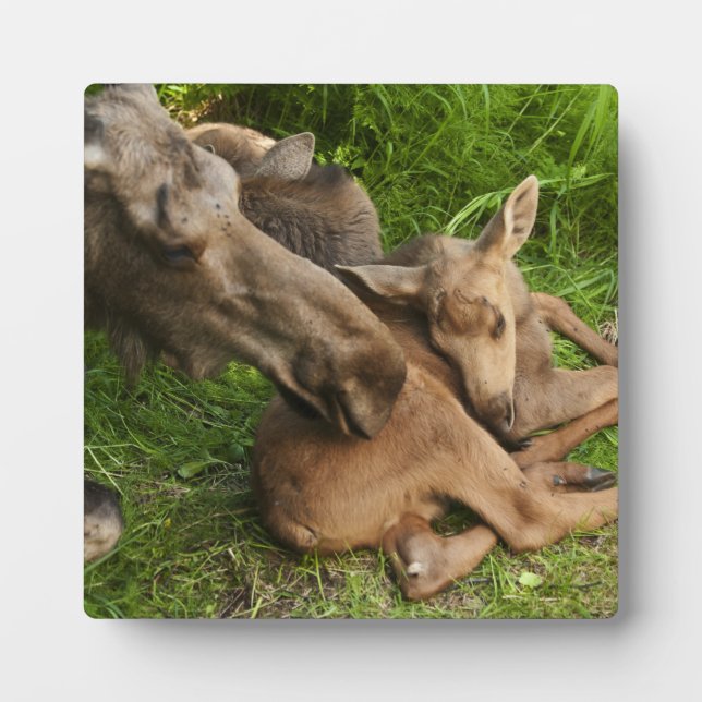 Plaque Photo Tendre Mère Moose (Devant)