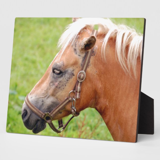 Plaque Photo Tête de cheval 003 (Côté)