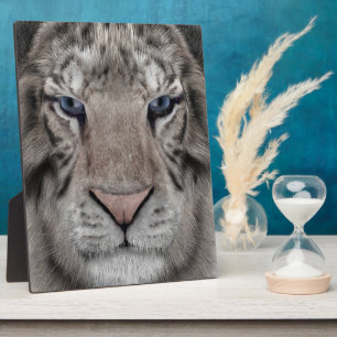 Plaque Photo Tête de Tigre Blanc Esthétique Faunique