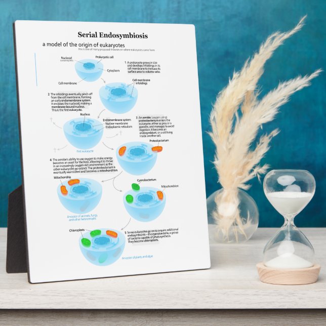 Plaque Photo Théorie de l'endosymbiose série plastides mitochon (Côté)