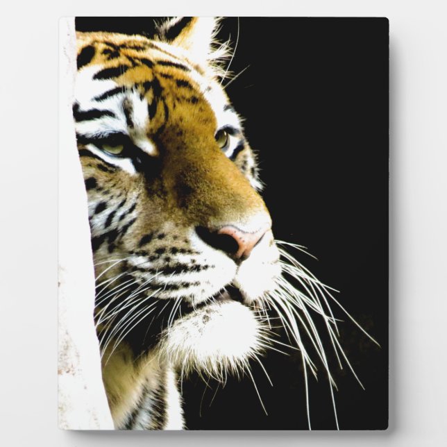 Plaque Photo Tigre (Devant)