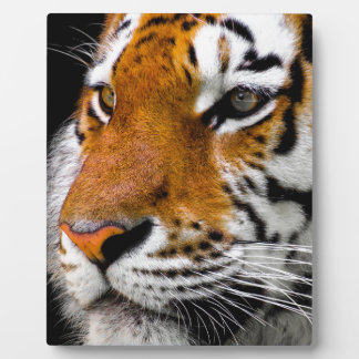 Plaque Photo Tigre