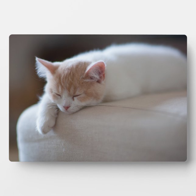 Plaque Photo Tired Beige et White Kitten (Devant)