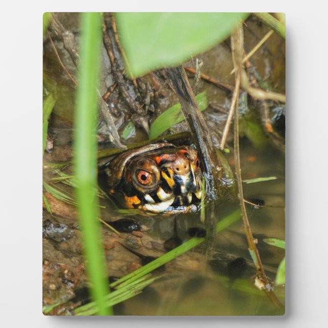 Plaque Photo Tortue et têtards (Devant)