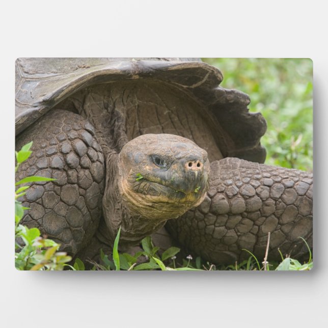 Plaque Photo Tortue géante (Devant)