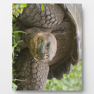 Plaque Photo Tortue géante