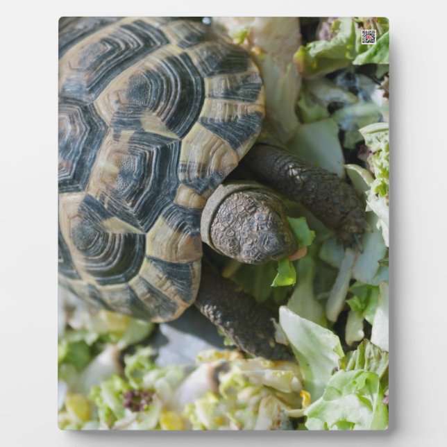 Plaque Photo Tortue mignonne (Devant)