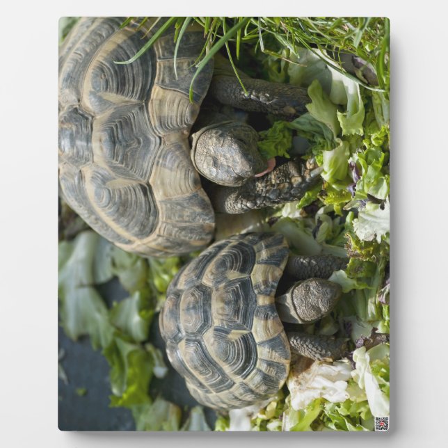 Plaque Photo Tortues mignonnes (Devant)