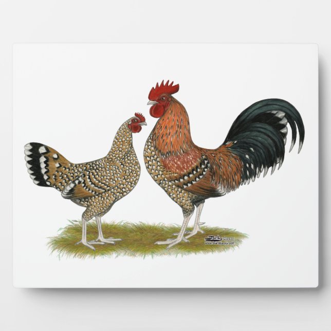 Plaque Photo Tournaisis Bantams (Devant)