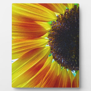 Plaque Photo Tournesol